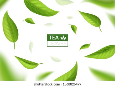 Realistic 3d Detailed Bright Green Tea Leaves Concept Banner Card Background For Ad Business. Vector Illustration