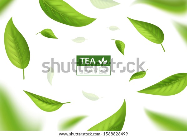 リアルな3d詳細な明るい緑の茶の葉コンセプトバナーカード背景 広告ビジネス用 ベクターイラスト のベクター画像素材 ロイヤリティフリー