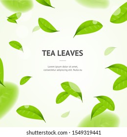 Realistic 3d Detailed Elements Vibrant Green Tea Leaves Concept Banner Card Background with Place for Text. Vector illustration