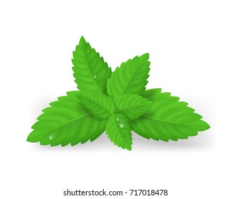 Realistic 3D Detailed Fresh Green Mint Or Spearmint Leaves Aroma Spice Healthy Plant, Tea And Food. Vector Illustration Of Peppermint Leaf