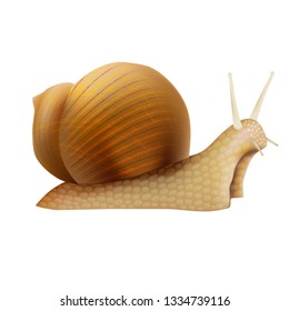 Realistic 3d Detailed Slimy Snail with Shell Closeup View Symbol of Female Moisturizing Cream and Cosmetic. Vector illustration