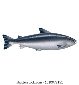 Realistic 3d Detailed Whole Atlantic Salmon Fish for Market, Shop and Restaurant Closeup View. Vector illustration