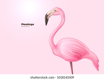 Realistic 3d flamingo. Pink vector tropical exotic bird standing.