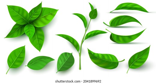 Realistic 3d Fresh Tea Green Leaves And Branches. Flying Tree Leaf. Tea Or Mint Plant Elements. Ecology, Nature And Vegan Symbol Vector Set. Botanical Seedling And Sprouts For Drink