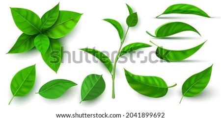 Realistic 3d fresh tea green leaves and branches. Flying tree leaf. Tea or mint plant elements. Ecology, nature and vegan symbol vector set. Botanical seedling and sprouts for drink
