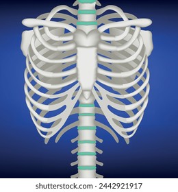 Realistic 3D illustration of human ribs, chest on a blue background. Vector, medical poster