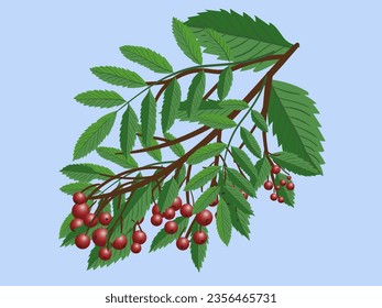 Realistic 3d mesh rowan branch isolated on a transparent background. Rowan branch with orange leaves and ashberry. Vector illustration