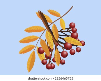 Realistic 3d mesh rowan branch isolated on a transparent background. Rowan branch with orange leaves and ashberry. Vector illustration