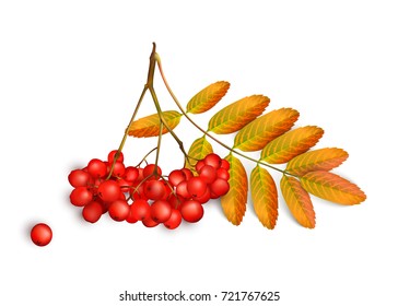 Realistic 3d mesh rowan branch isolated on a white background. Rowan branch with orange leaves and ashberry. Vector illustration