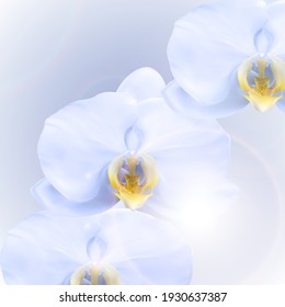 Realistic 3d orchid flower background. Vector Illustration EPS10