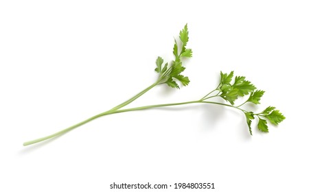 Realistic 3d parsnip leaves isolated vector illustration. Fresh green Celery, parsley bunch on white background photorealistic. Dill of parsley