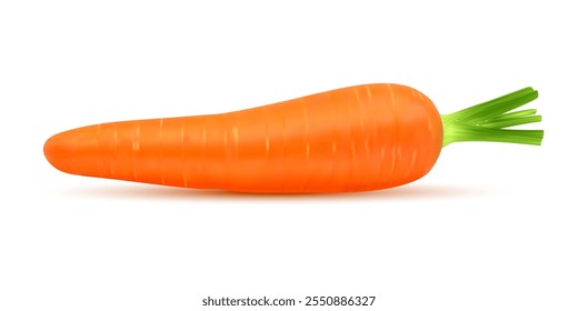 Realistic 3d raw carrot vegetable. Isolated vector whole, ripe orange carrot root veggie with firm surface and green tops. Fresh, crisp and juicy farm veg with a sweet flavor and carotene vitamins