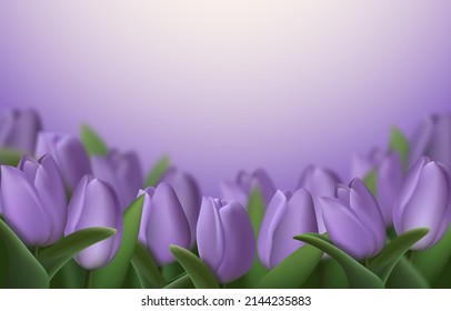 Realistic 3d tulip flowers on purple background. Vector illustration