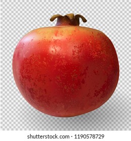 Realistic 3D Vector Illustration colorful sweet ripe pomegranate. EPS10