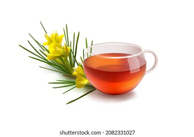 Realistic 3d vector illustration of rooibos drink. Cup of tea isolated on white. Rooibos branch in blossom. Herbal roibos tea. Transparent glass mug. Red bush caffeine free Aspalathus herbal infusions