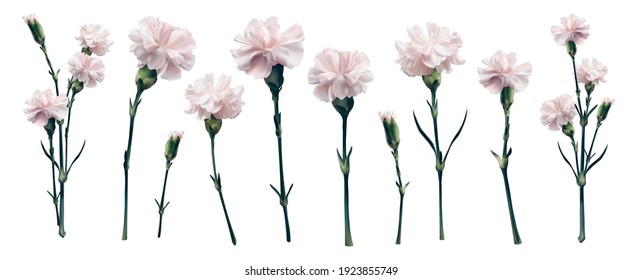 Realistic 3d vector pink carnation big set. Isolated on white bouquet parts. Blossom brunch full length. Wedding decoration, invitation, card. greetings, anniversary, ivory rose