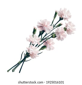 Realistic 3d vector pink carnation bouquet. Isolated on white. Blossom brunch full length. Wedding decoration, invitation, card. greetings, anniversary, ivory rose Vector illustration