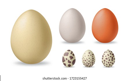 Realistic 3d white and brown chicken eggs. Ostrich and quail eggs. Vector illustration