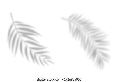 Realistic abstract palm leaves shadow isolated on white background. Vector Illustration EPS10