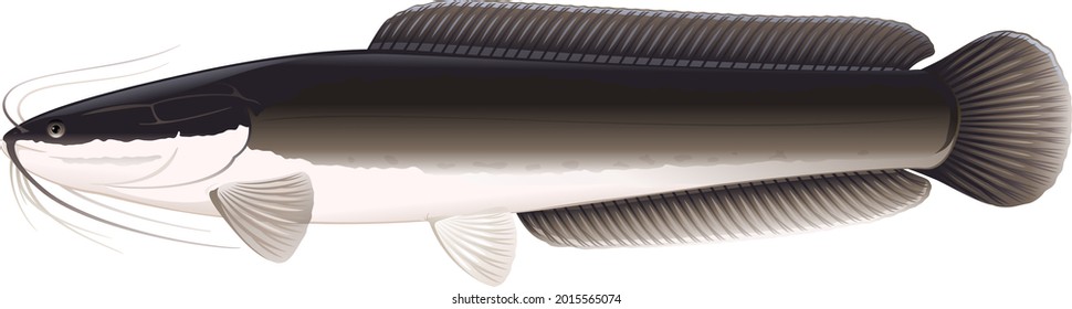 Cataratas de tiburón africanas realistas a la vista lateral ilustración aislada, un gran pez de agua dulce Clarias gariepinus con largas brasas y cola, peces de fondo para la acuicultura