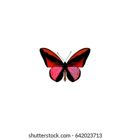 Realistic Agrias Claudina Element. Vector Illustration Of Realistic Callicore Cynosura Isolated On Clean Background. Can Be Used As Butterfly, Red And Cynosura Symbols.