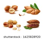 Realistic almond, hazelnut in nutshell, peanut kernels and peeled half and cocoa beans. Vector 3d filbert nuts for organic product package design. Raw seeds for healthy diet. Natural products.