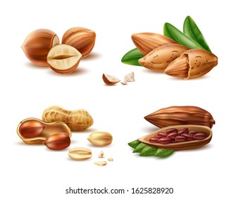 Realistic almond, hazelnut in nutshell, peanut kernels and peeled half and cocoa beans. Vector 3d filbert nuts for organic product package design. Raw seeds for healthy diet. Natural products.