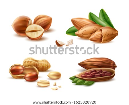 Realistic almond, hazelnut in nutshell, peanut kernels and peeled half and cocoa beans. Vector 3d filbert nuts for organic product package design. Raw seeds for healthy diet. Natural products.