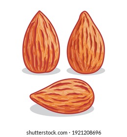Realistic almond illustration with different shape