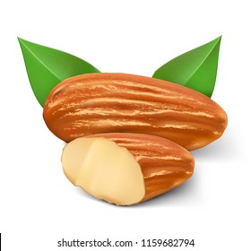 Realistic almond nuts on white background. Vector illustration. Ready to use for your design, presentation, promo, ad. EPS10.