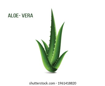 Realistic aloe leaves  Vector illustration