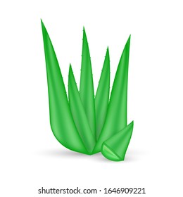 Realistic aloe vera plant. Natural organic product package label. Vector stock illustration.
