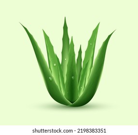 Cáncer realista de aloe vera con gotas de agua aisladas en fondo blanco. Plantas verdes frescas. Concepto de cosmética y cuidado de la piel. 3.ª ilustración vectorial