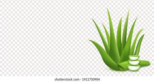 Realistic Aloe Vera And Transparent Background With Gradient Mesh, Vector Illustration