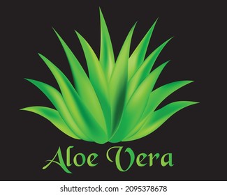 diseño realista de arte vectorial aloe Vera 