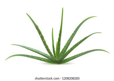 Realistic aloe vera vector illustration on white background