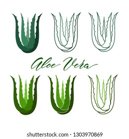 Realistic aloe vera vector illustration on white background