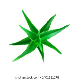 Realistic aloe vera vector illustration on white background