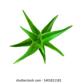 Realistic aloe vera vector illustration on white background
