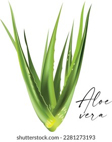 Realistic aloe vera vector illustration on white background