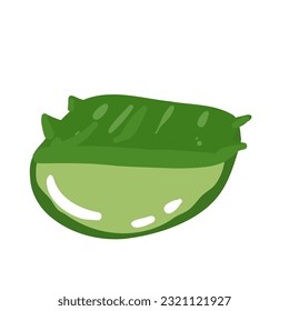 Realistic aloe vera vector illustration on white background