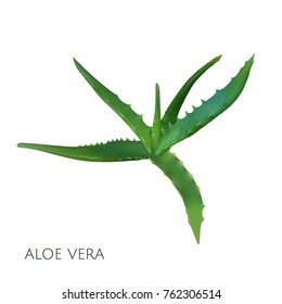 Realistic aloe vera vector illustration on white background