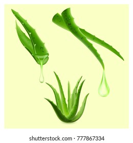 Realistic aloe vera vector illustration on white background. aloe vera with fresh drops of water