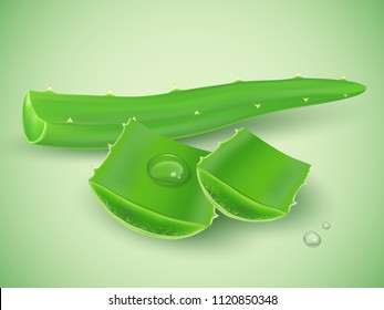 Realistic aloe vera with water drop on soft green background, vector illustration.