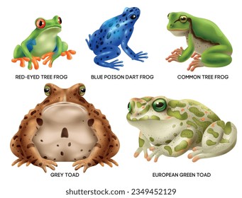 Anfibios realistas ranas sapos icono conjunto con dardo azul de ojos rojos común árbol gris y ranas verdes europeas ilustración vectorial