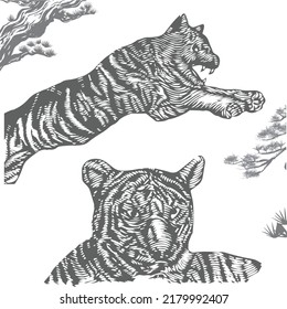 Realistic Amur tigers in different poses. Asian animal pantheratigris big cat.an extinct predatory mammal