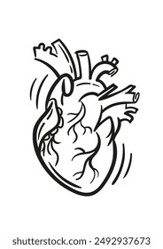 Realistic anatomic heart, vector hand drawn illustration in doodle style, sketch drawing. For tattoo, poster, design element.