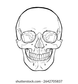A realistic anatomical illustration of a human skull, showing the detailed bone structure for educational and medical use.