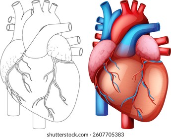 Realistic and anatomical vector illustration of a human heart with vibrant colors and intricate details