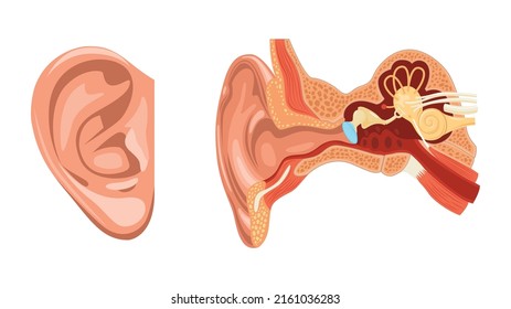 Realistic anatomy ear set with two isolated images of external and internal parts of human ear vector illustration